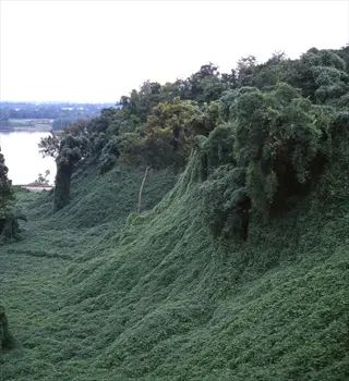 a lush vine covered slope descending toward a river under a pale sky