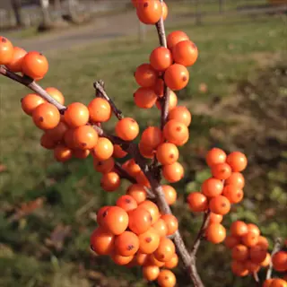 afterglow winterberry orange berries clustered on bare branches outdoors