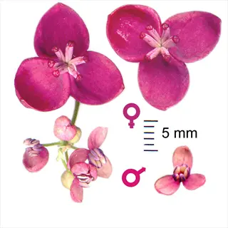 akebia quinata flowers with male and female blooms and a 5 mm scale