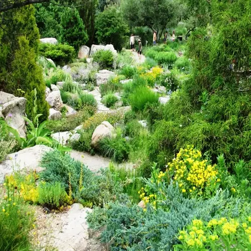 alpine plants rock garden with boulders, winding paths, green shrubs, and yellow flowers