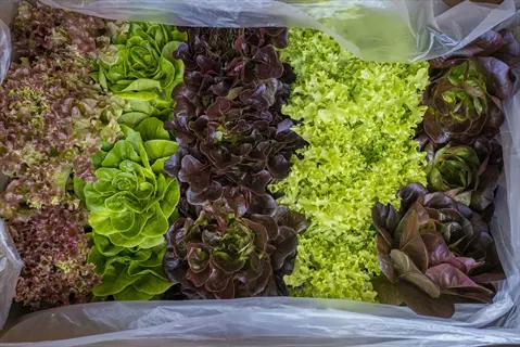 assorted green and red looseleaf lettuce garden varieties packed in a crate