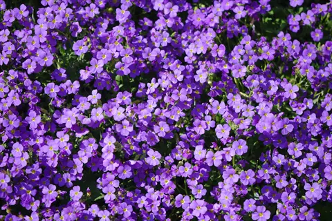 aubrieta purple wall flowers blooming densely with green foliage