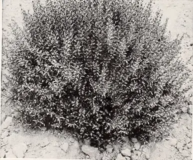 black-and-white photo of a compact nandina shrub growing in dry rocky soil