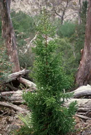 black dragon cryptomeria evergreen shrub growing in a woodland setting