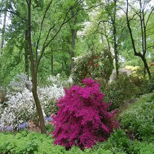 blooming azalea garden with vivid pink and white shrubs beneath leafy woodland trees
