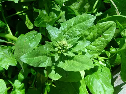 bloomsdale spinach leaves with small green flower buds in bright sunlight