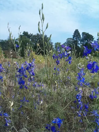 blue delphinium spire flowers blooming in a sunny garden with trees and sky behind