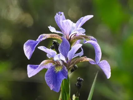 blue flag iris flower with purple-blue petals in a soft green garden background