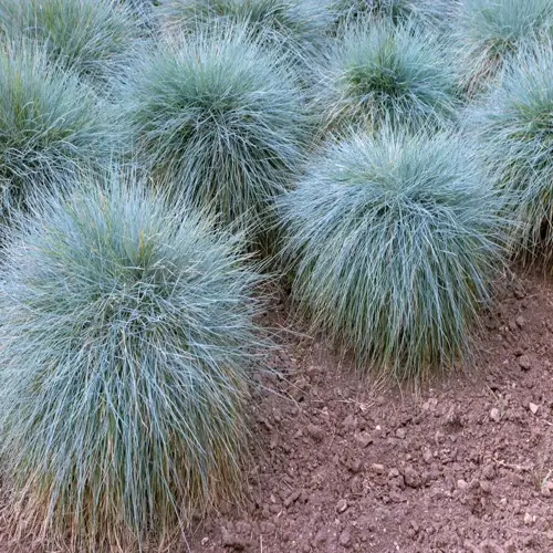blue-green ornamental sedge clump plants growing in dry soil