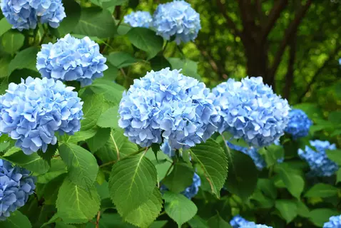 blue hydrangea flower shrub with lush green leaves in a sunny garden