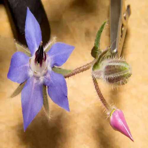 borage blue flowers with hairy stems, a closed bud, and a pink dangling bud