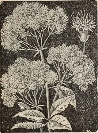 botanical illustration of dwarf summersweet white flowers with leafy stems and clustered blooms