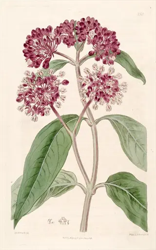 botanical illustration of swamp milkweed flower with pink clustered blooms and green leaves