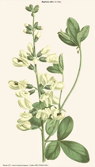 botanical illustration of white alba bean vine with white flowers and green leaves