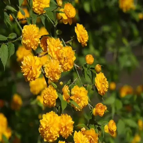 bright yellow kerria japonica flowers blooming on leafy green branches