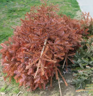 brown globosa nana cryptomeria dwarf shrub in a garden bed