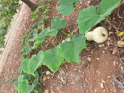butternut squash vine growing in dry soil with pale squash fruit and broad green leaves