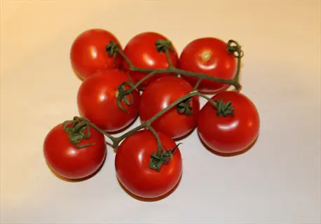 campari tomatoes vine with ripe red tomatoes on a light background