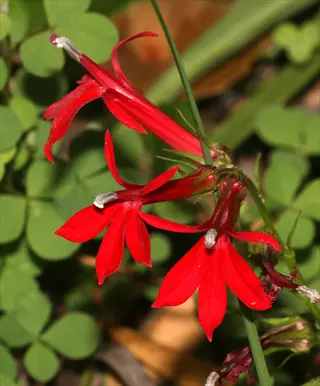 cardinal flower red blooms with green clover-like leaves in the background