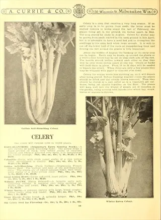 catalog page with photos of self-blanching celery plants and variety descriptions