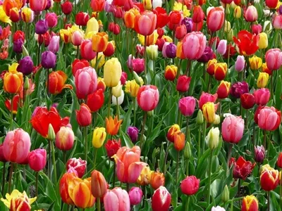 Flowers