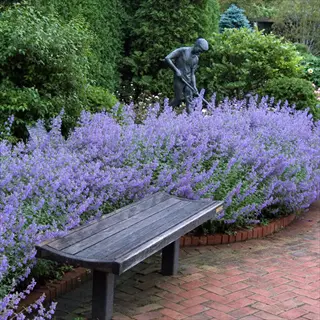 catmint nepeta border beside a wooden bench in a lush garden with a statue