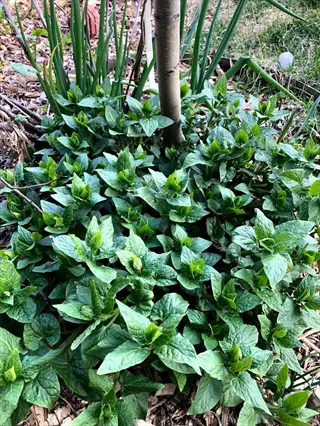 caucasian mountain spinach growing around a young tree in a garden bed