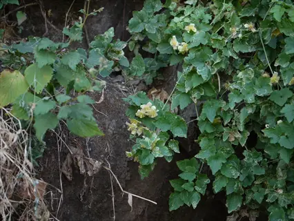 clematis wall climbing over a rough stone wall with green leaves and pale yellow flowers
