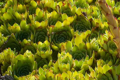 close-up cluster of green hens and chicks succulent rosettes in sunlight