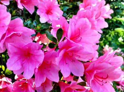 close-up of a blooming pink azalea shrub with vivid flowers and green leaves