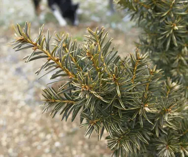 close-up of a japanese yew shrub with dense green needles on a garden branch