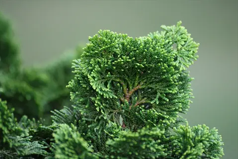 close-up of a lush dwarf hinoki cypress shrub with dense green foliage