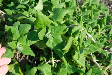 close-up of a new zealand spinach plant with green triangular leaves