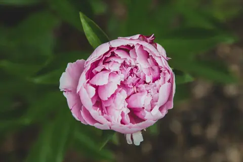 close-up of a pink peony bloom with green leaves in a garden background