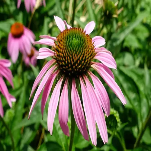 close-up of a purple coneflower bloom with pink petals in a green garden