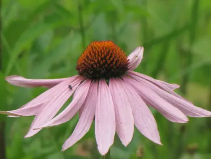 close-up of a purple coneflower with pink petals and orange center in a green garden