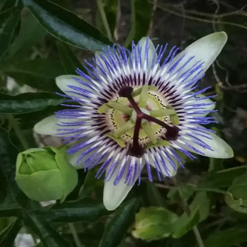 close-up of a purple passionflower bloom with green leaves and buds