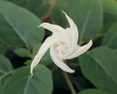 close-up of a white moonflower bloom spiraling open against green leaves