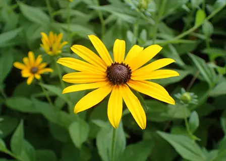 close-up of a yellow black eyed susan flower blooming among green leaves