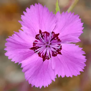 close-up of alpine dianthus pink flowers with fringed petals