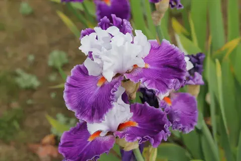 close-up of bearded iris purple and white blooms in a garden