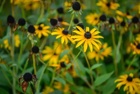 close-up of black-eyed susan flowers blooming in a green garden