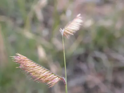 close-up of blue grama grass seed heads in a blurred field