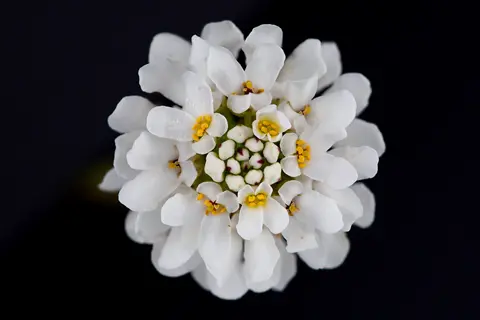 close-up of candytuft iberis white flowers with yellow centers on a dark background