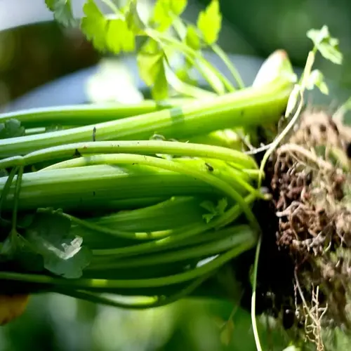 close-up of celery plants growing with green stalks and roots in soil