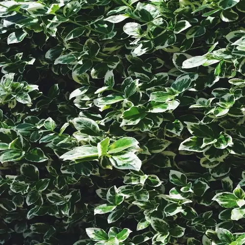 close-up of dense green and white variegated euonymus shrub foliage