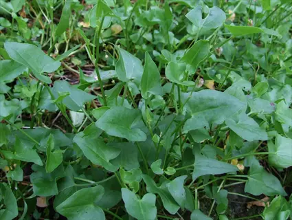 close-up of french sorrel plant with green arrow-shaped leaves growing among grass