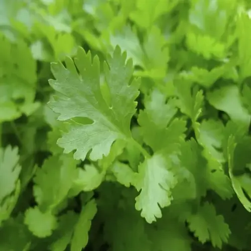 close-up of fresh green cilantro plant leaves