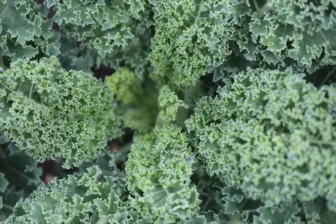 close-up of fresh green curly kale leaves growing densely in a garden