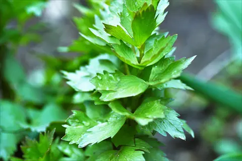 close-up of fresh green lovage stems vegetable growing in a garden